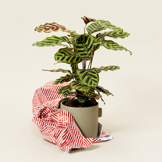 A Calathea Makoyana plant also know as a prayer plant in a light green pot with wrapping paper around it as tho it is a gift