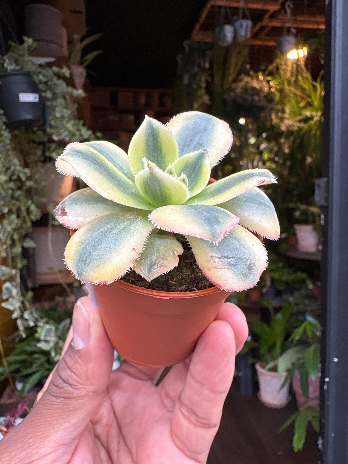 Aeonium Starburst | 5.5cm pot