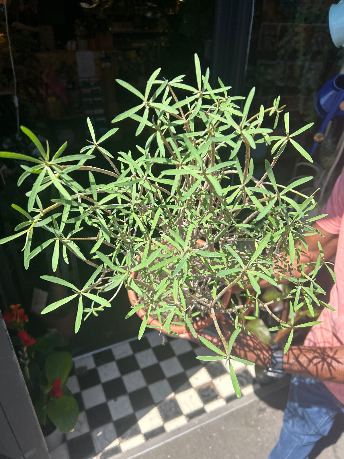 Euphorbia Balsamifera | 20cm pot