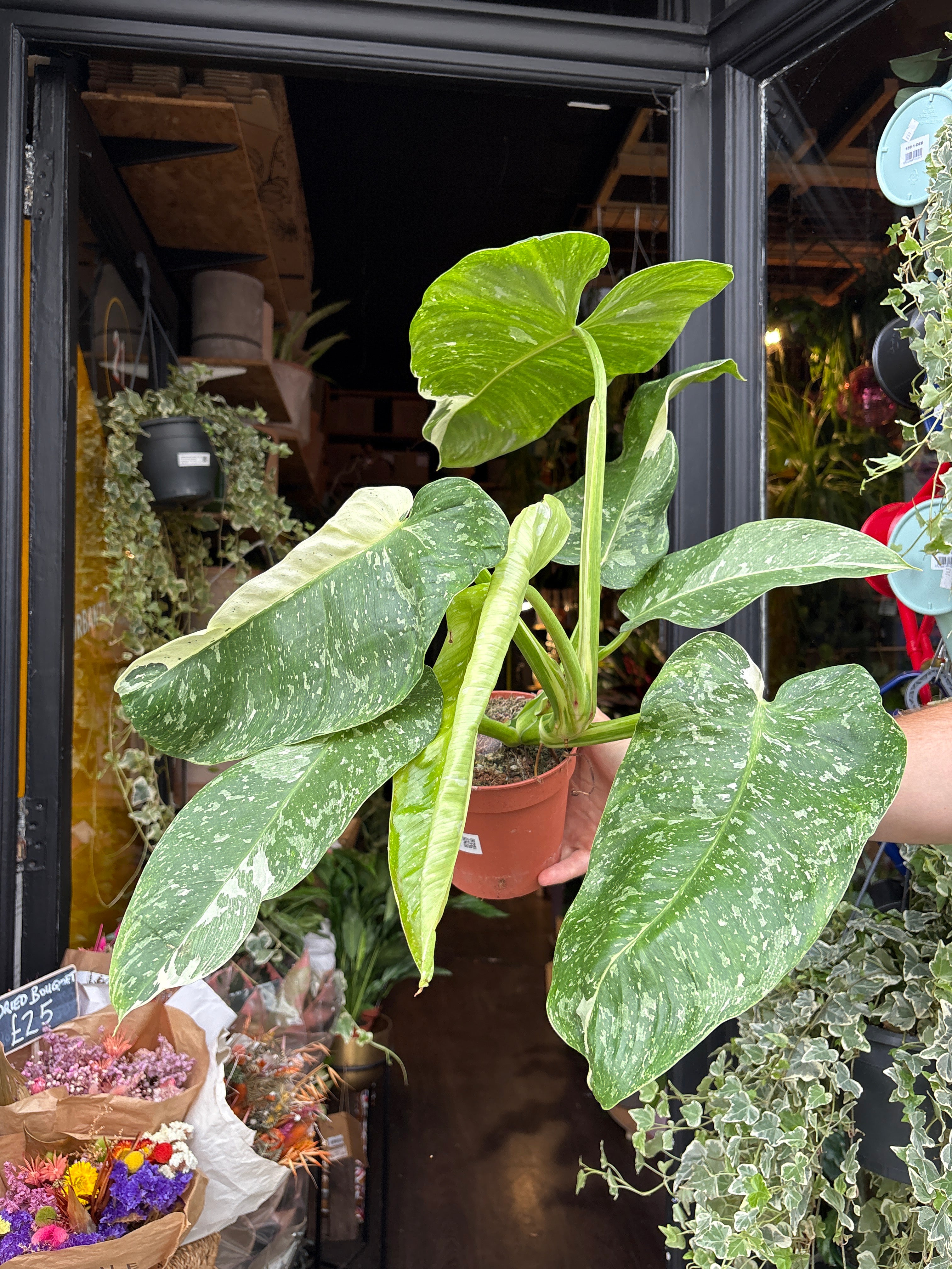philodendron jose buono variegated Philodendron Jose Buono Variegated - House Plants - Plant Shop