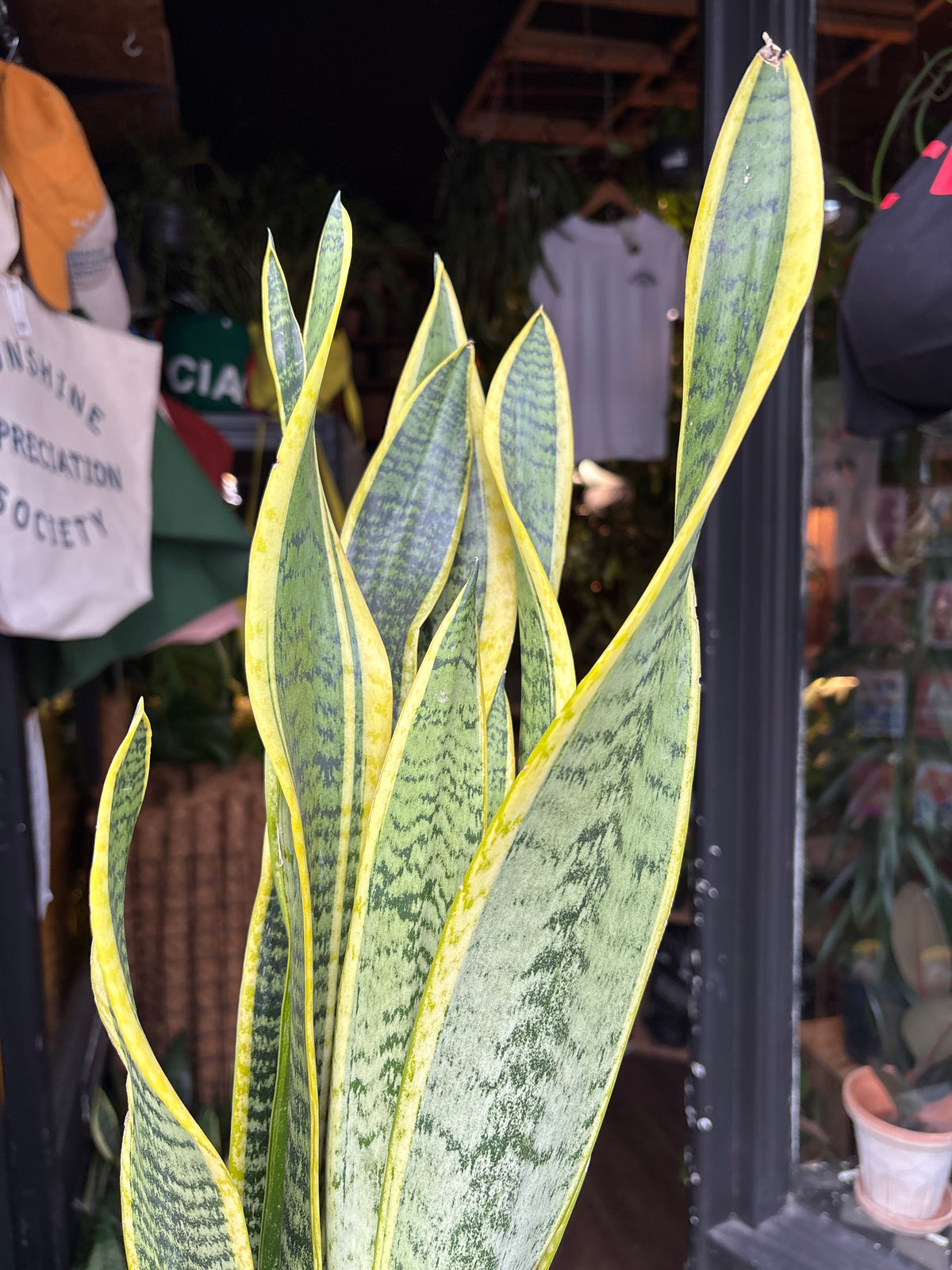 Sansevieria Laurentii | Snake Plant | 14cm pot