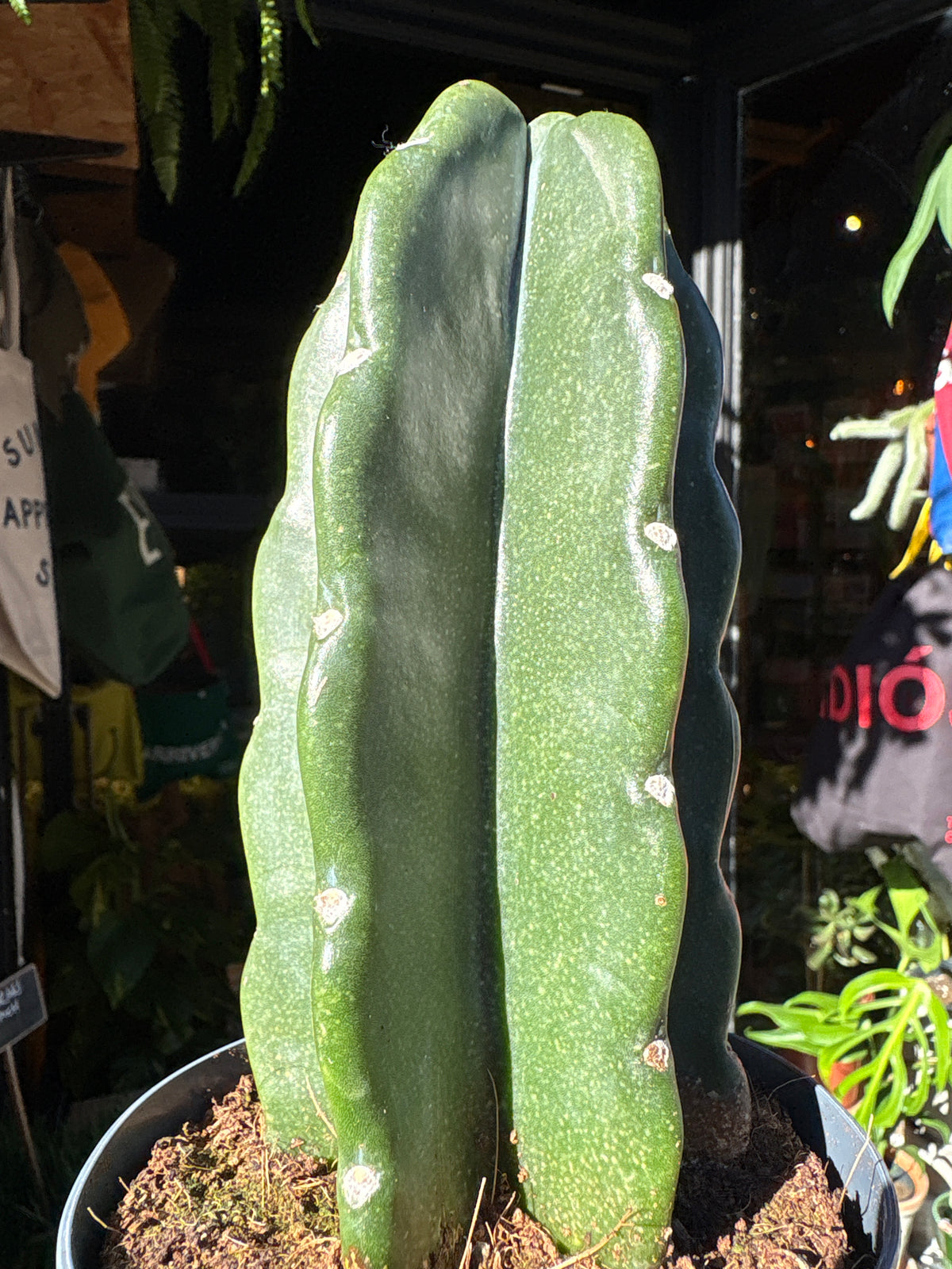 Cereus jamacaru | 12cm pot