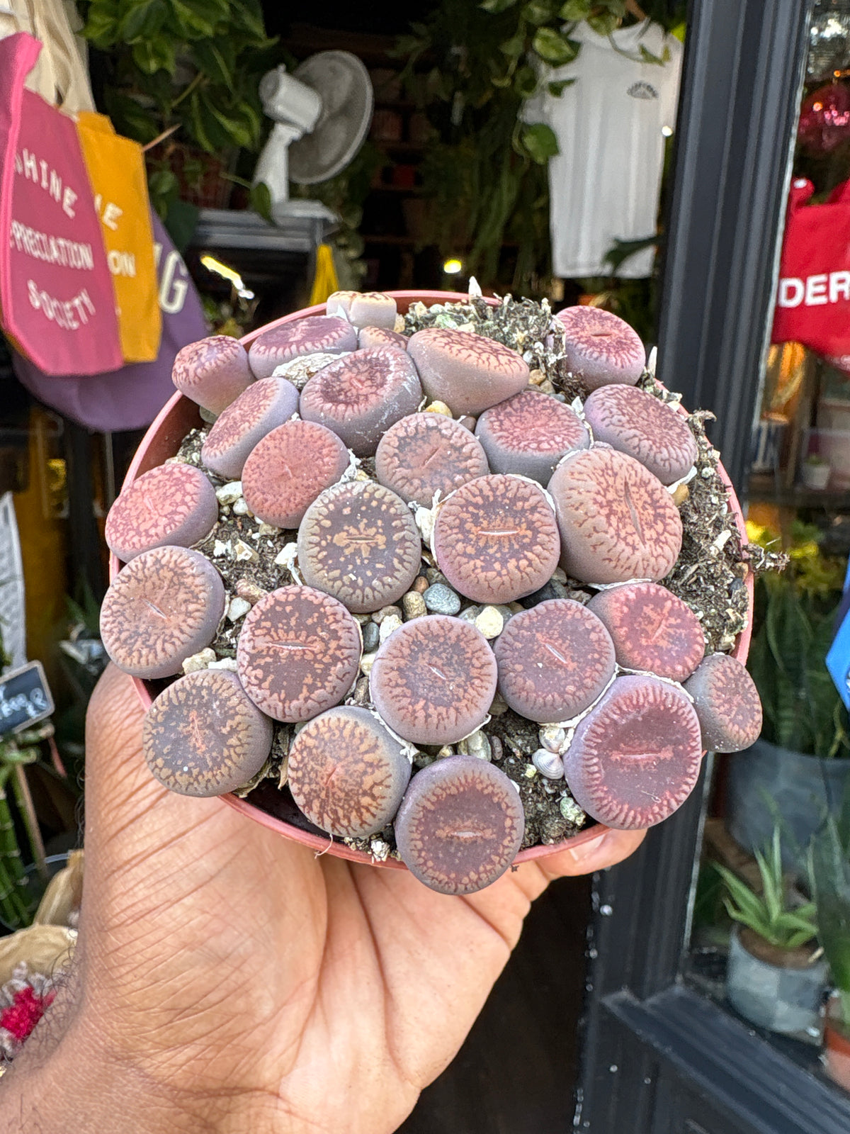 Lithops | 8.5cm pot