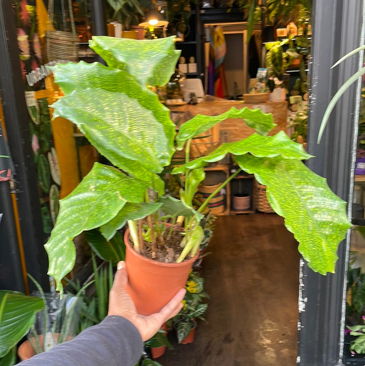A Calathea Network plant also known as a prayer plant in front of Urban Tropicana&