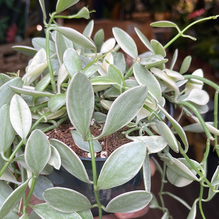 A Dischidia Nummularia plant also known as a String Of Nickels in front of Urban Tropicana&