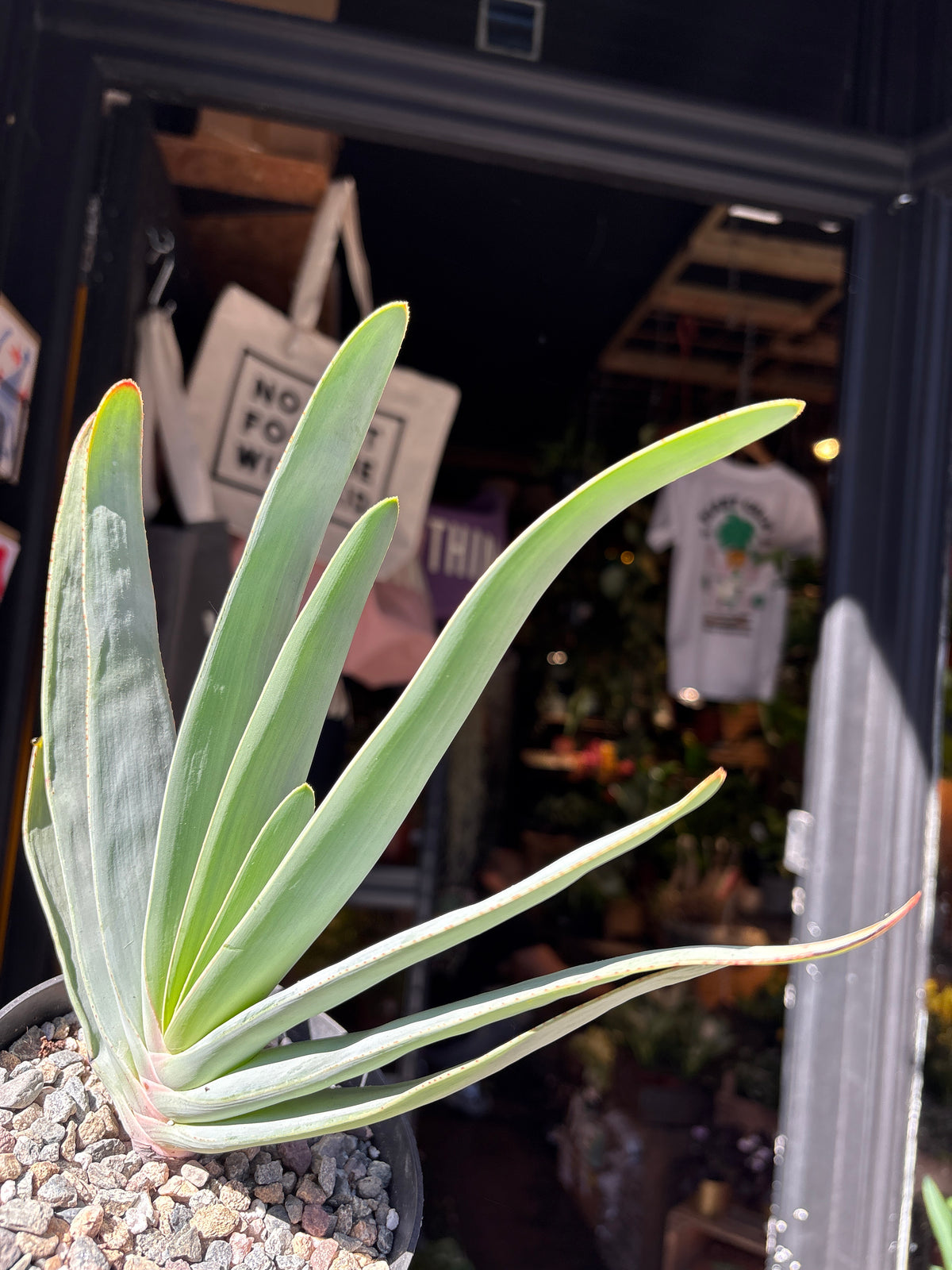 Aloe Plicatilis | 13cm pot