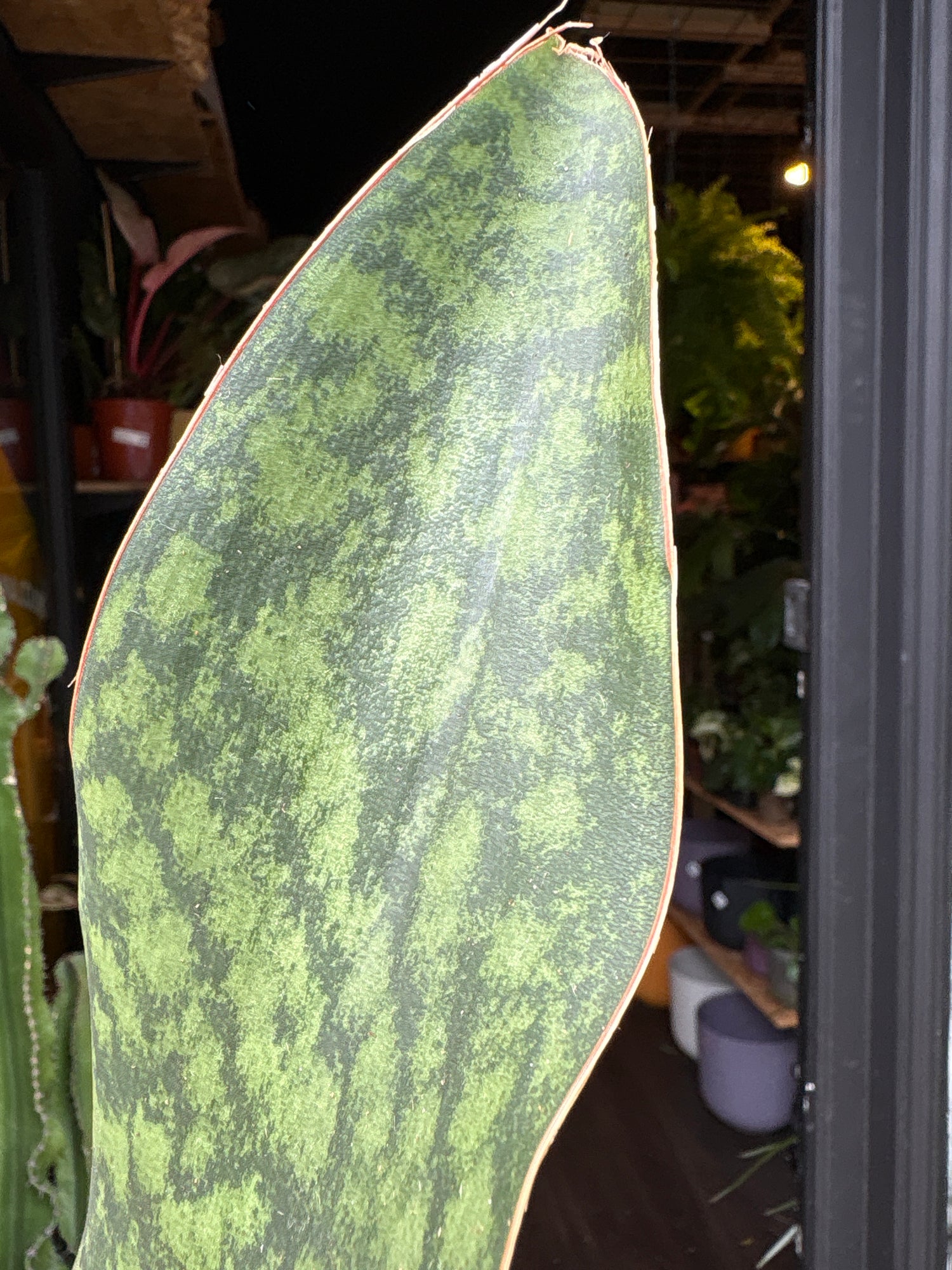 A Sansevieria Masoniana Whale Fin or whale fin snake plant in front of Urban Tropicana’s Plant Shop in Chiswick London