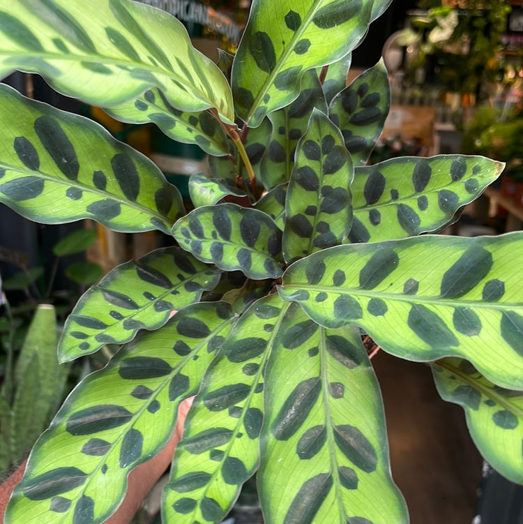 A plant with sword-shaped leaves with red backs and light and dark green patterned fronts. It is known as a Calathea Lancifolia in front of Urban Tropicana&