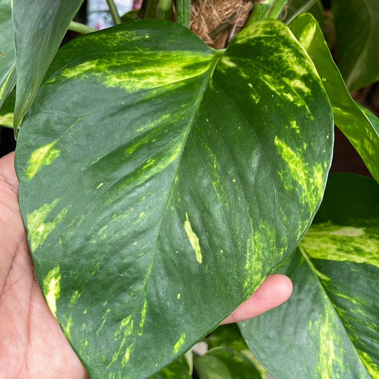 A Epipremnum Aureum plant also known as devils ivy with green and yellow variegated leaves on a moss pole in front of Urban Tropicana&