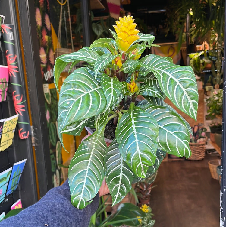 A Aphelandra Dania plant also know as a Zebra plant in the Plant Shop in Chiswick London
