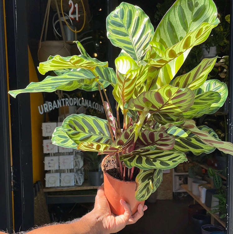 A prayer plant also known as a Calathea Makoyana in front of Urban Tropicana&