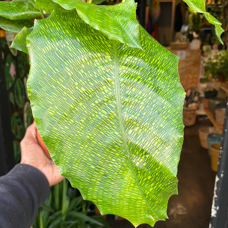 A Calathea Network plant also known as a prayer plant in front of Urban Tropicana&