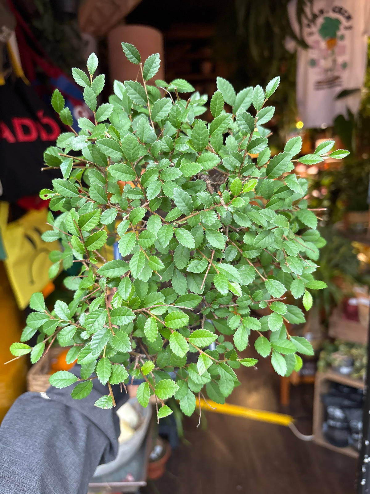 Bonsai Zelkova | 15cm blue ceramic pot