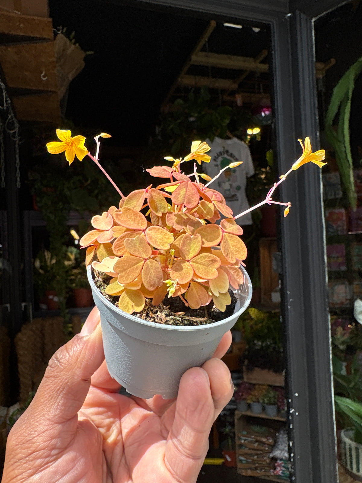 Oxalis Vulcan Gold | 6cm pot