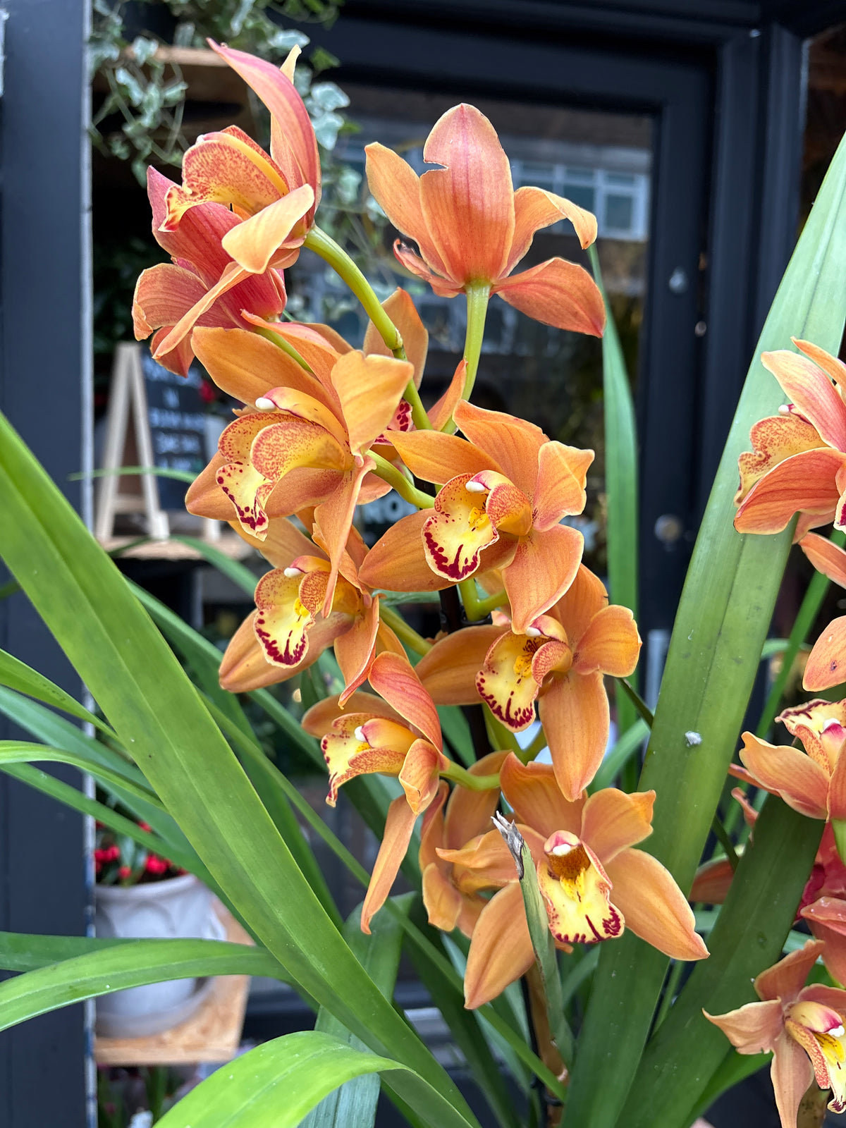 Cymbidium Orange | 14cm pot