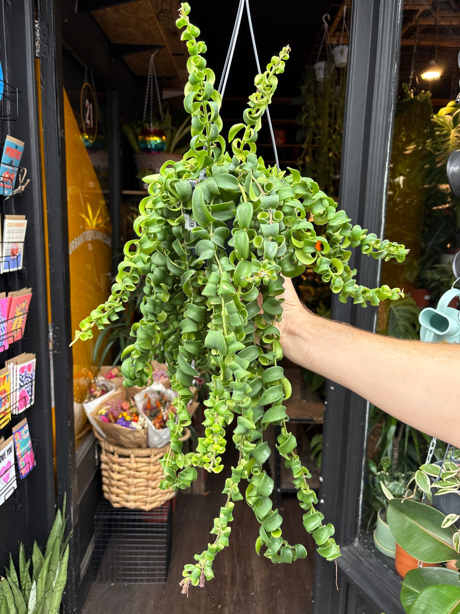 An Aeschynanthus Rasta or ‘lipstick plant’ in front of Urban Tropicana’s Plant Shop in Chiswick London