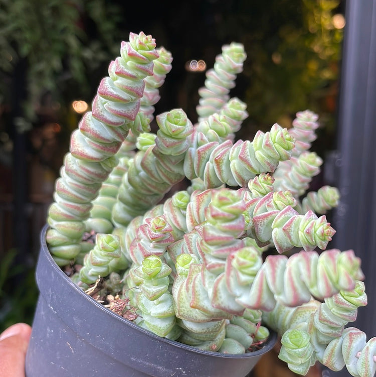 A Crassula Marnieriana, a type of small succulent like plant in front of Urban Tropicana&