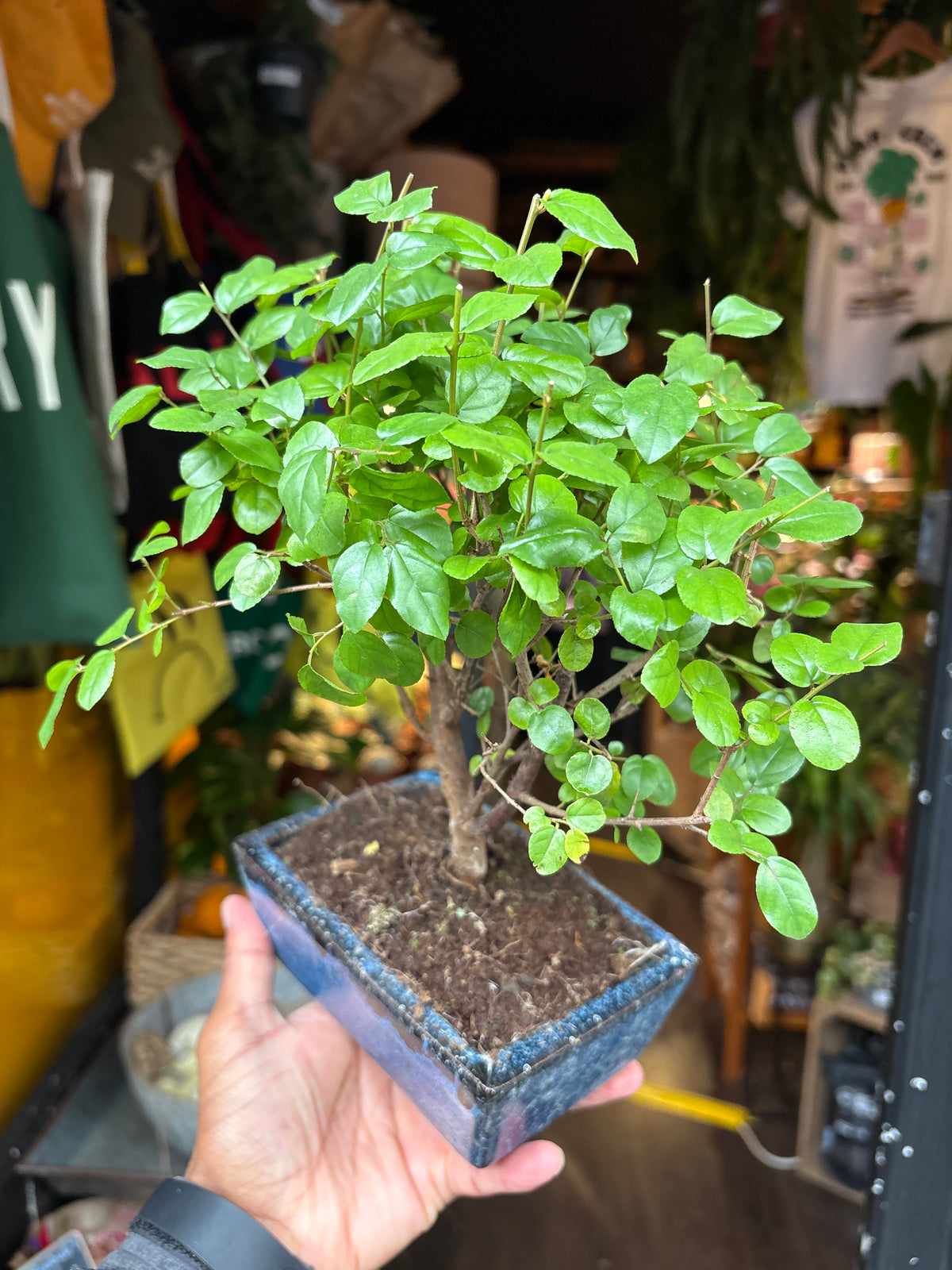 Bonsai Sageretia | 15cm Blue ceramic pot