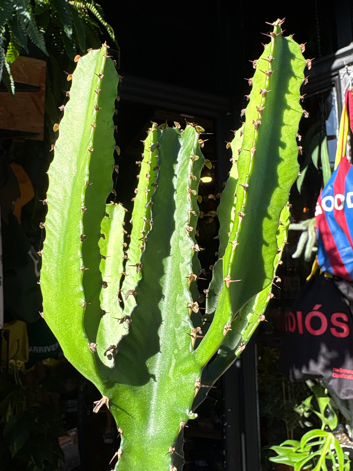 Euphorbia Candelabrum | 12cm pot