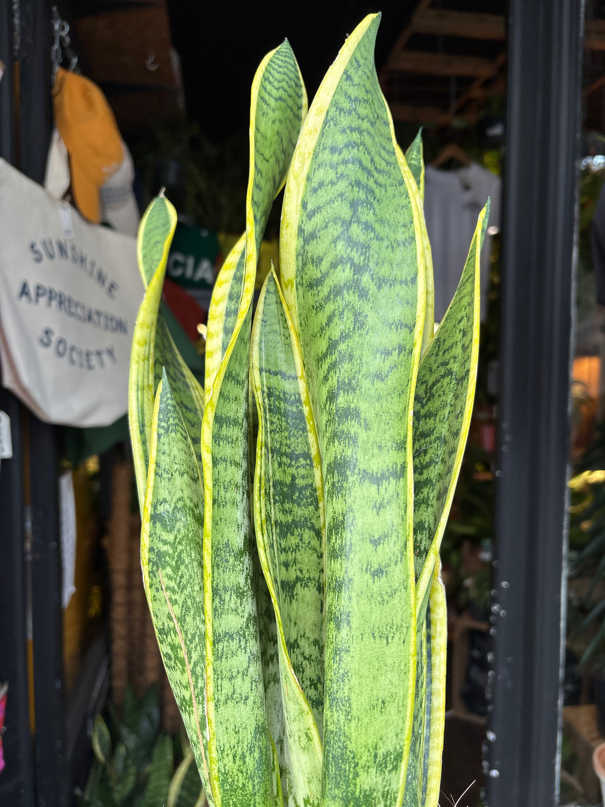Sansevieria Laurentii | Snake Plant | 14cm pot