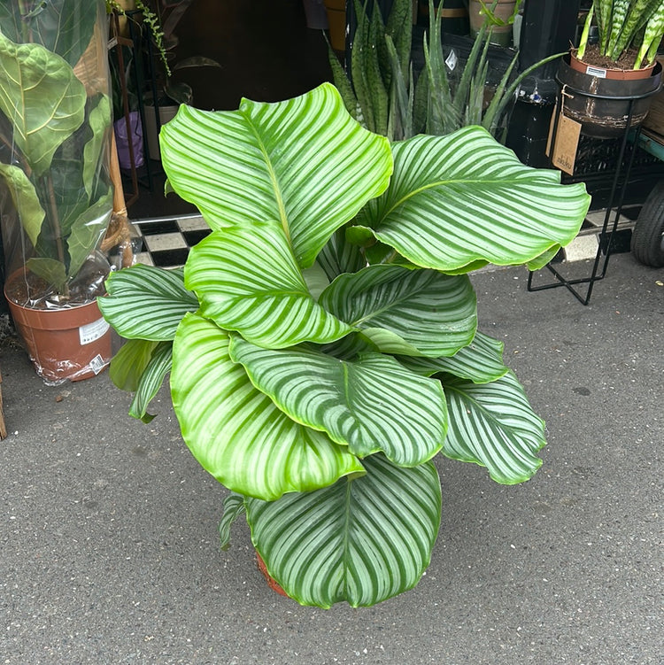 A Calathea Orbifolia plant also known as a prayer plant in front of Urban Tropicana&