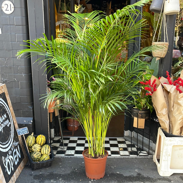 A Dypsis Lutescens plant also know as Areca Palm or bamboo palm with tall feathery leaves that grow from bamboo like stems