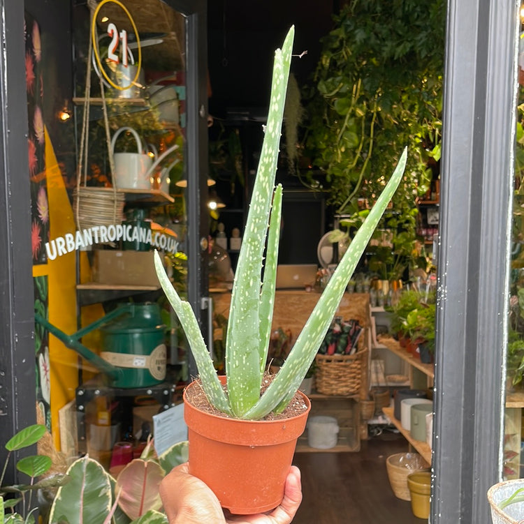 An Aloe Vera plant also know as Aloe barbadensis in front of Urban Tropicana&