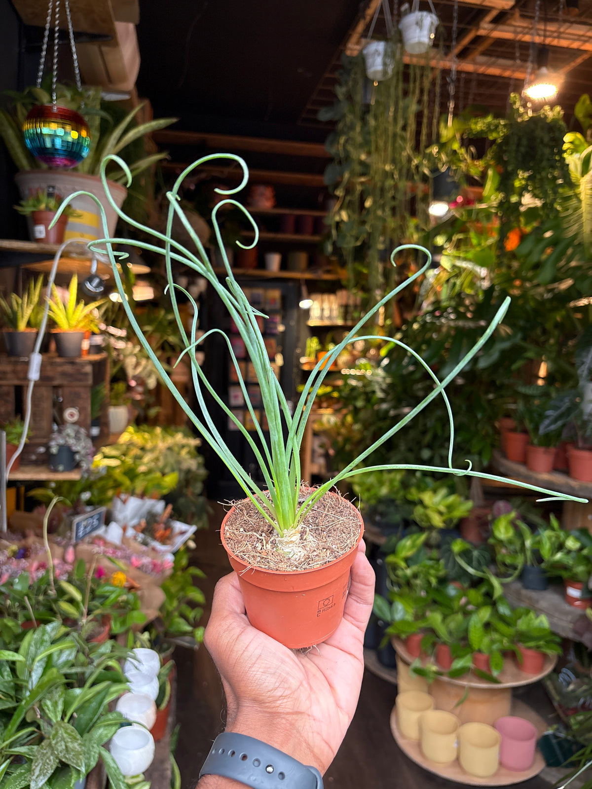 Albuca spiralis ‘Frizzle Sizzle’ | 9cm pot