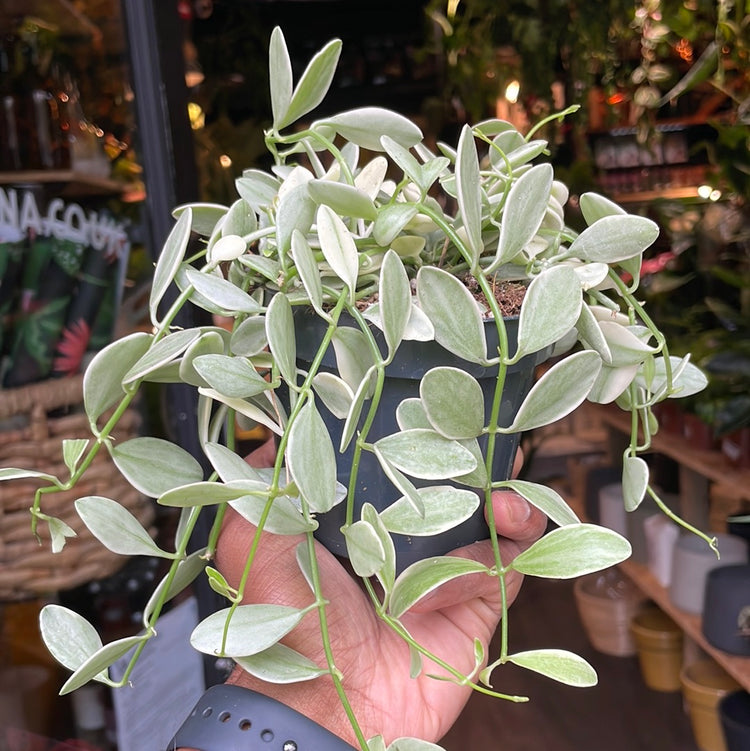 A Dischidia Nummularia plant also known as a String Of Nickels in front of Urban Tropicana&