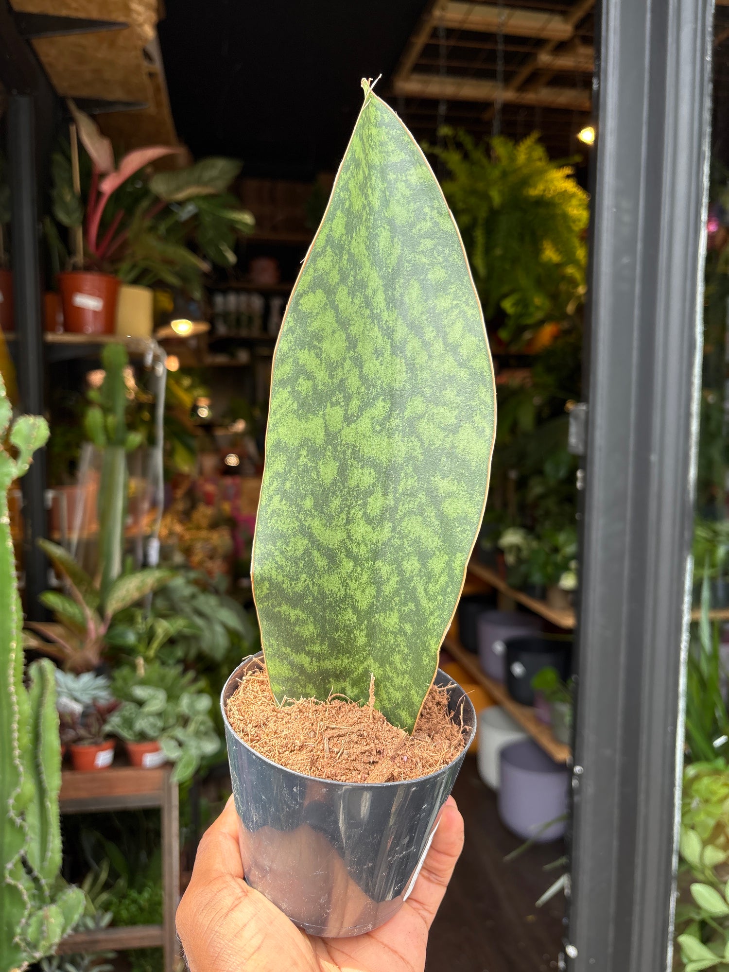 A Sansevieria Masoniana Whale Fin or whale fin snake plant in front of Urban Tropicana’s Plant Shop in Chiswick London