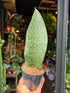 A Sansevieria Masoniana Whale Fin or whale fin snake plant in front of Urban Tropicana’s Plant Shop in Chiswick London