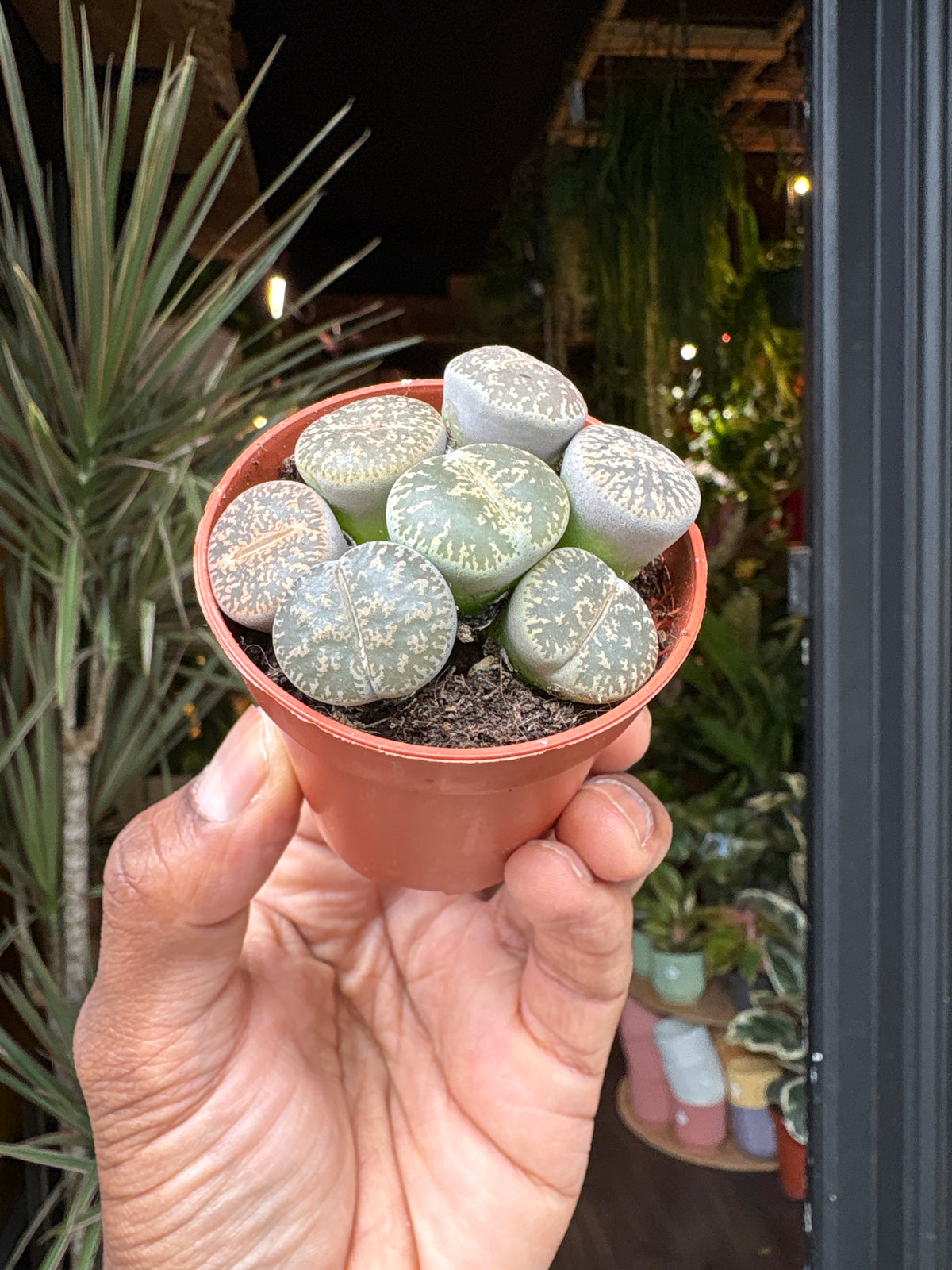 Lithops | 5.5cm pot