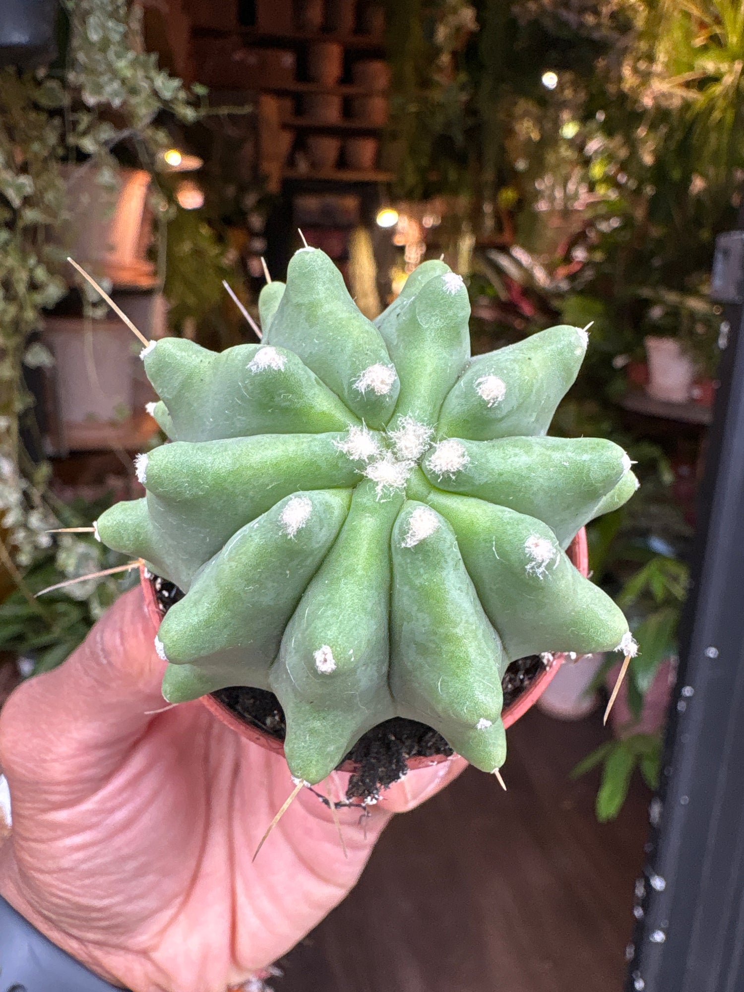 A Ferocactus Glaucescens Inermis plant also known as a Blue Barrel Cactus in front of Urban Tropicana&