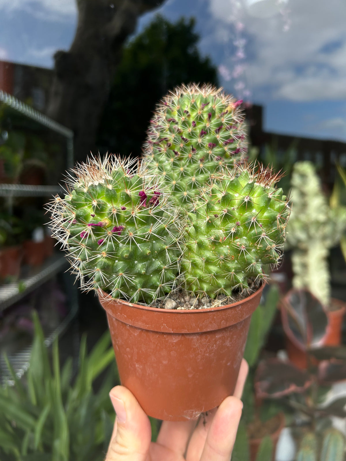 Mammillaria Ernestii | 10.5cm pot