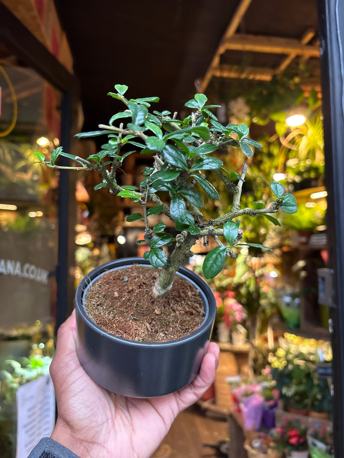 Bonsai Carmona | 11cm black ceramic pot
