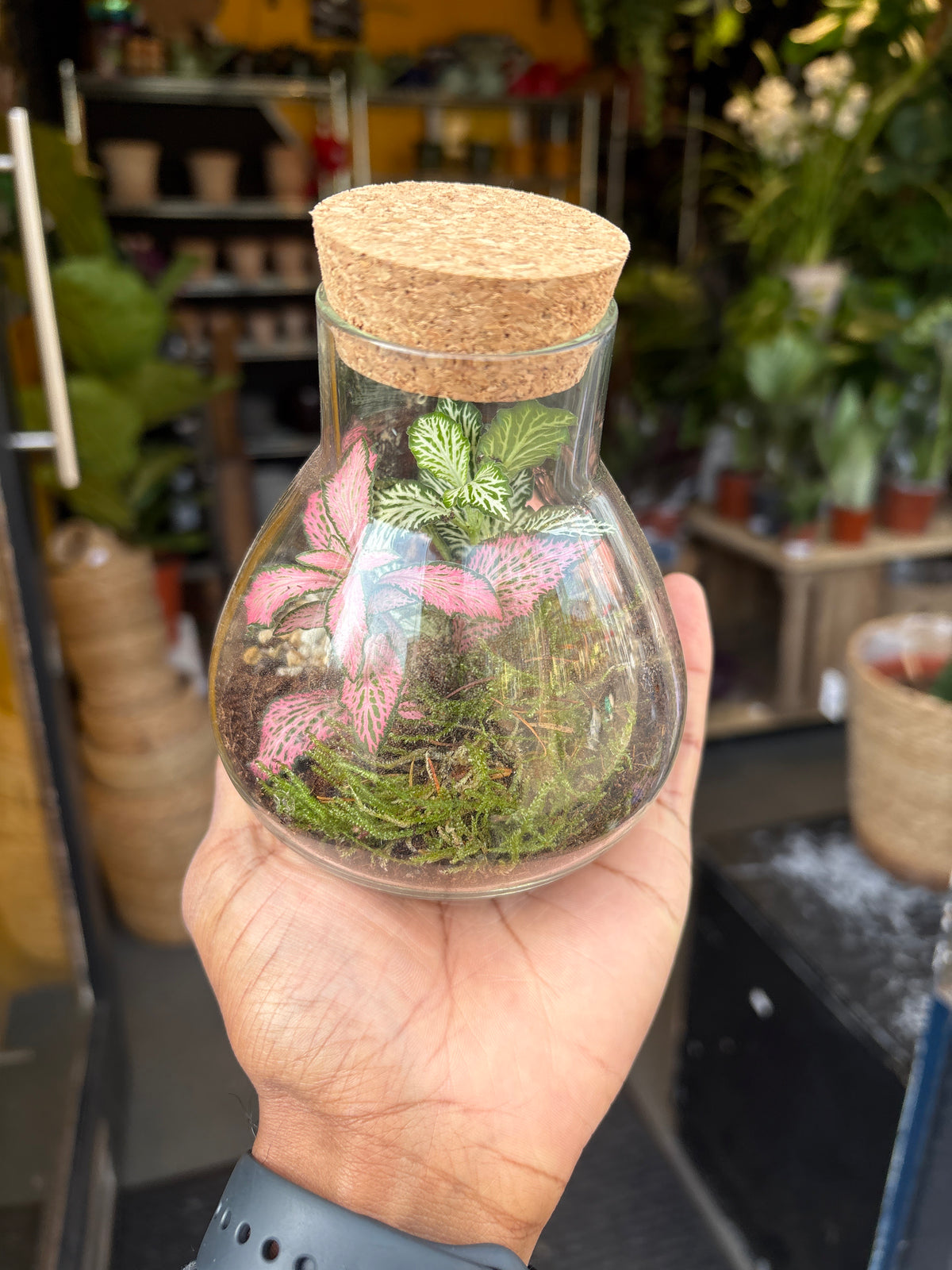 Terrarium Erlenmeya