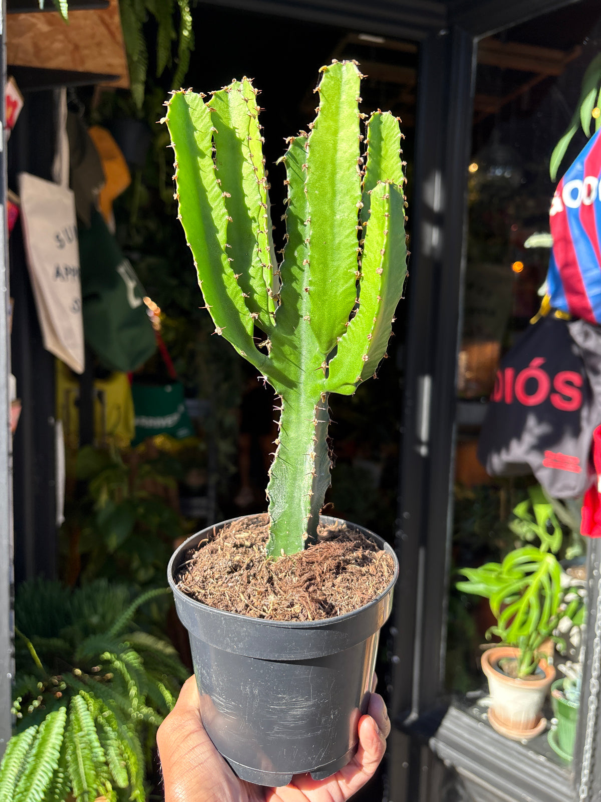 Euphorbia Candelabrum | 12cm pot
