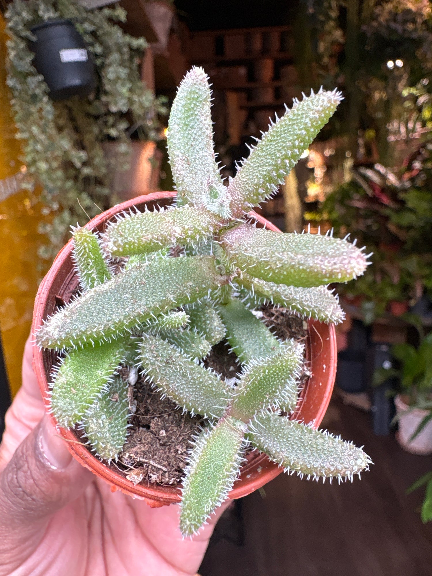 A Delosperma Echinatum plant also known as a Pickle plant in front of Urban Tropicana&