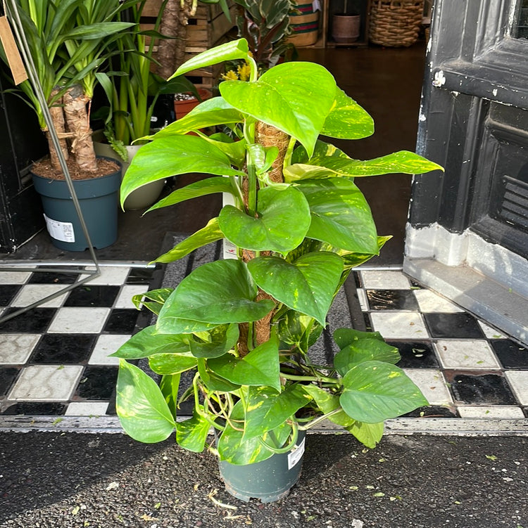 A Epipremnum Aureum plant also known as devils ivy with green and yellow variegated leaves on a moss pole in front of Urban Tropicana&