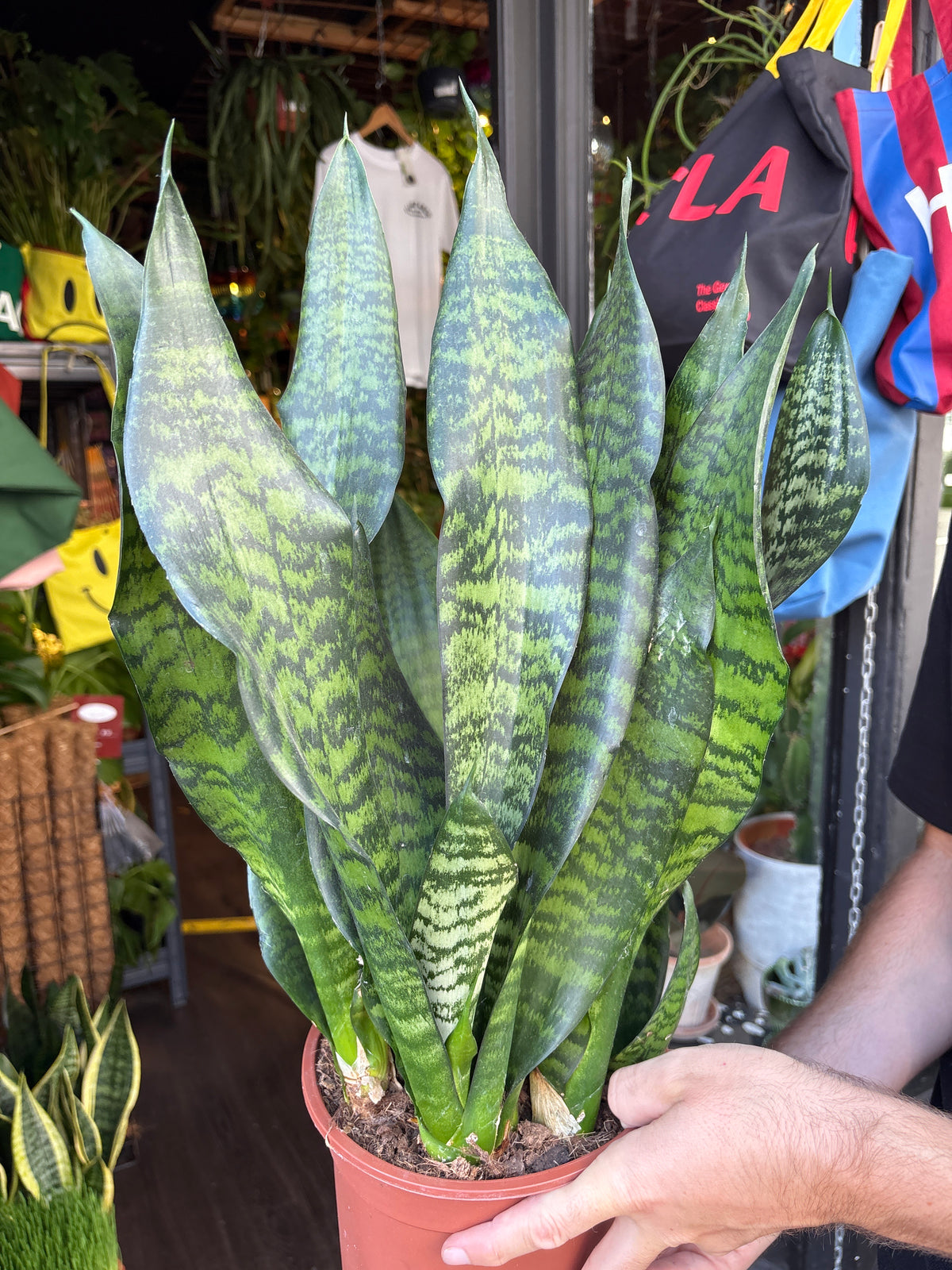 Sansevieria trifasciata Black Coral | 21cm pot