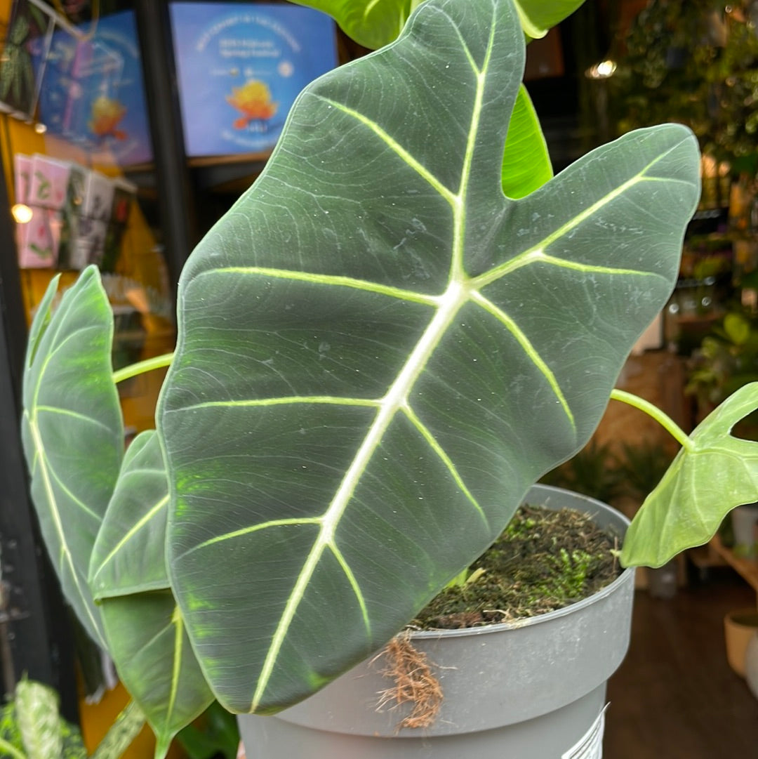 A Alocasia Frydek plant also known as a Green Velvet Alocasia in front of Urban Tropicana&