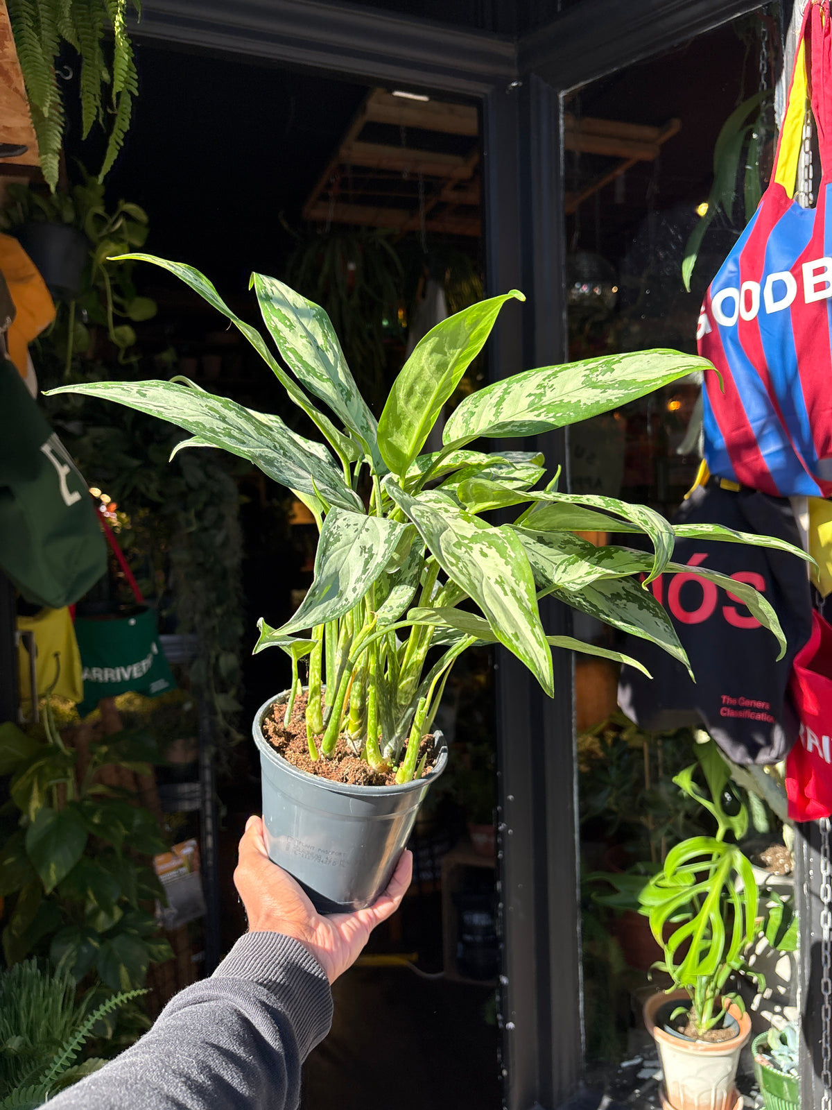 Aglaonema Silver Queen | 14cm pot