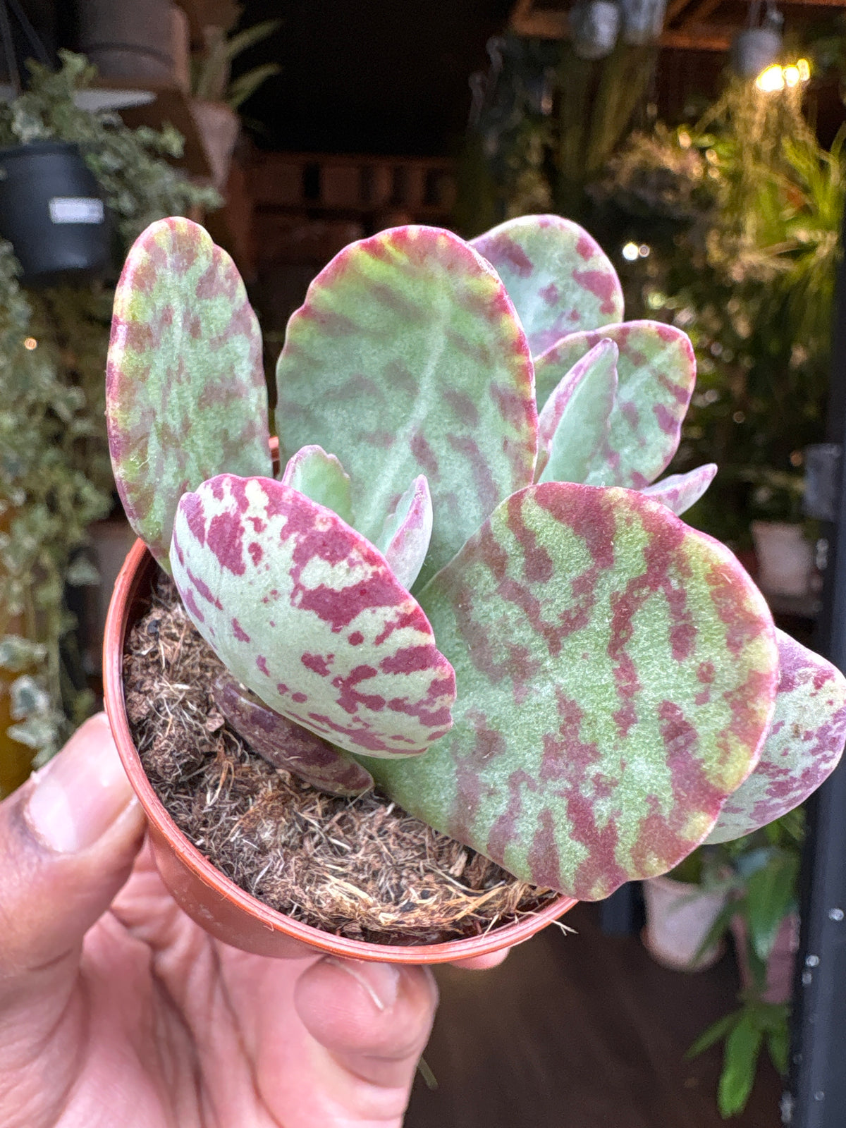 Kalanchoe Marmorata | Leopard | 5.5cm pot