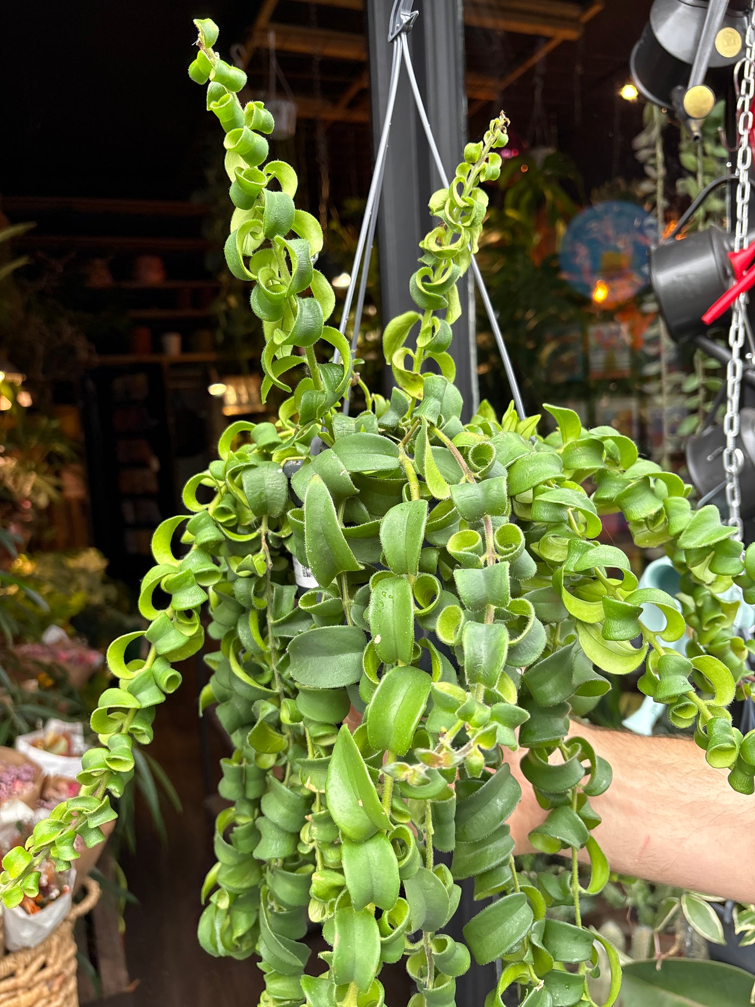 An Aeschynanthus Rasta or ‘lipstick plant’ in front of Urban Tropicana’s Plant Shop in Chiswick London
