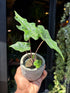 An Alocasia Jacklyn plant also known as an Elephant Ear plant in front of Urban Tropicana&
