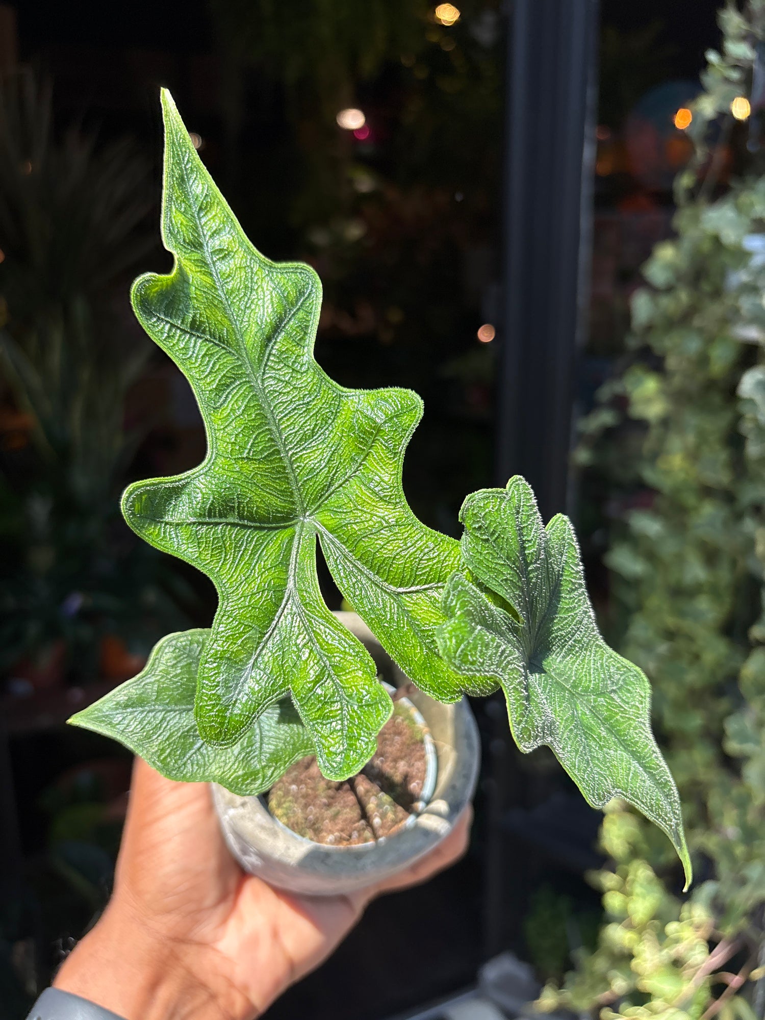 An Alocasia Jacklyn plant also known as an Elephant Ear plant in front of Urban Tropicana&