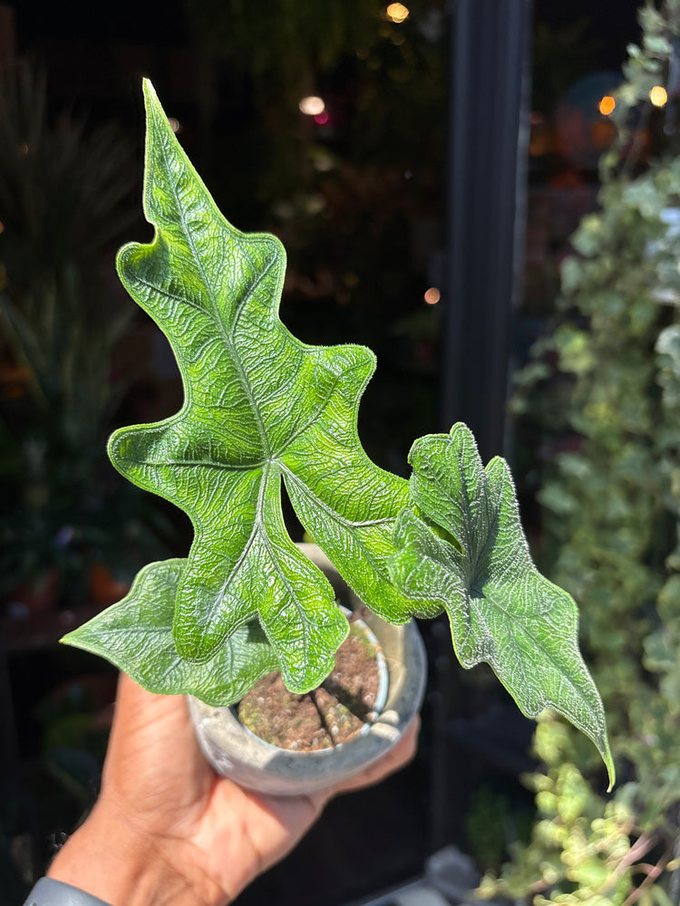 An Alocasia Jacklyn plant also known as an Elephant Ear plant in front of Urban Tropicana&