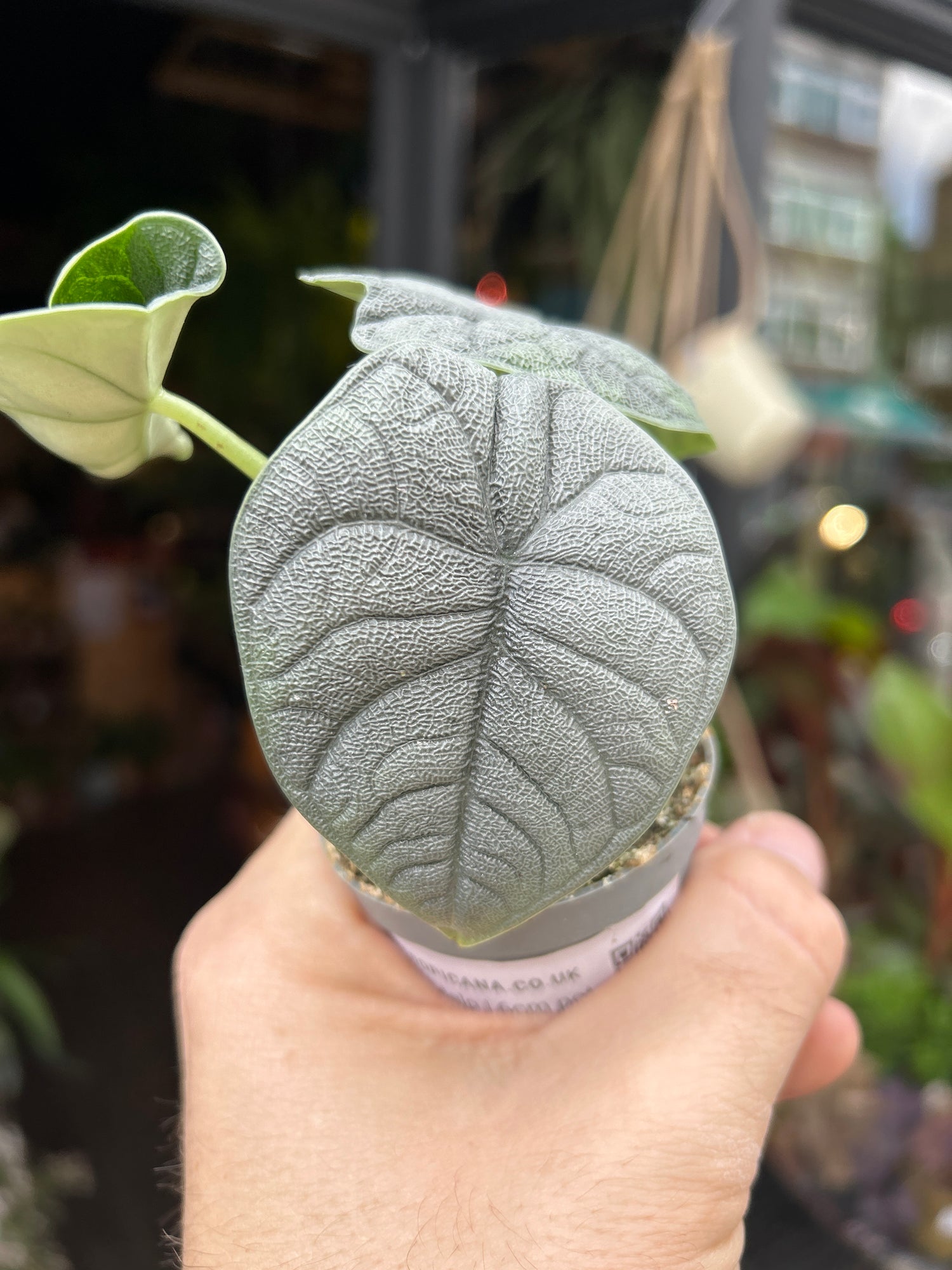 An Alocasia Melo plant in front of Urban Tropicana’s Plant Shop in Chiswick London