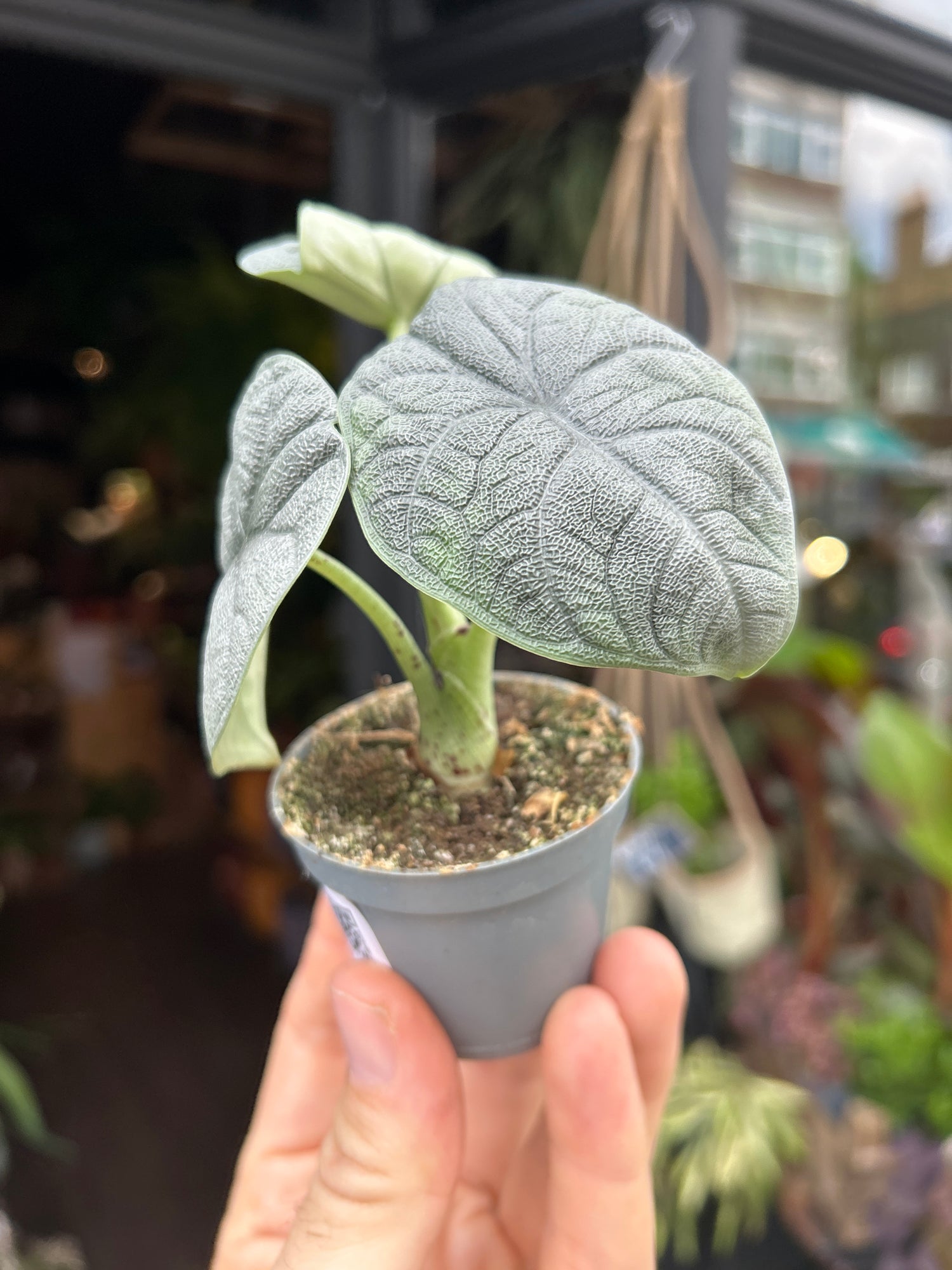 An Alocasia Melo plant in front of Urban Tropicana’s Plant Shop in Chiswick London