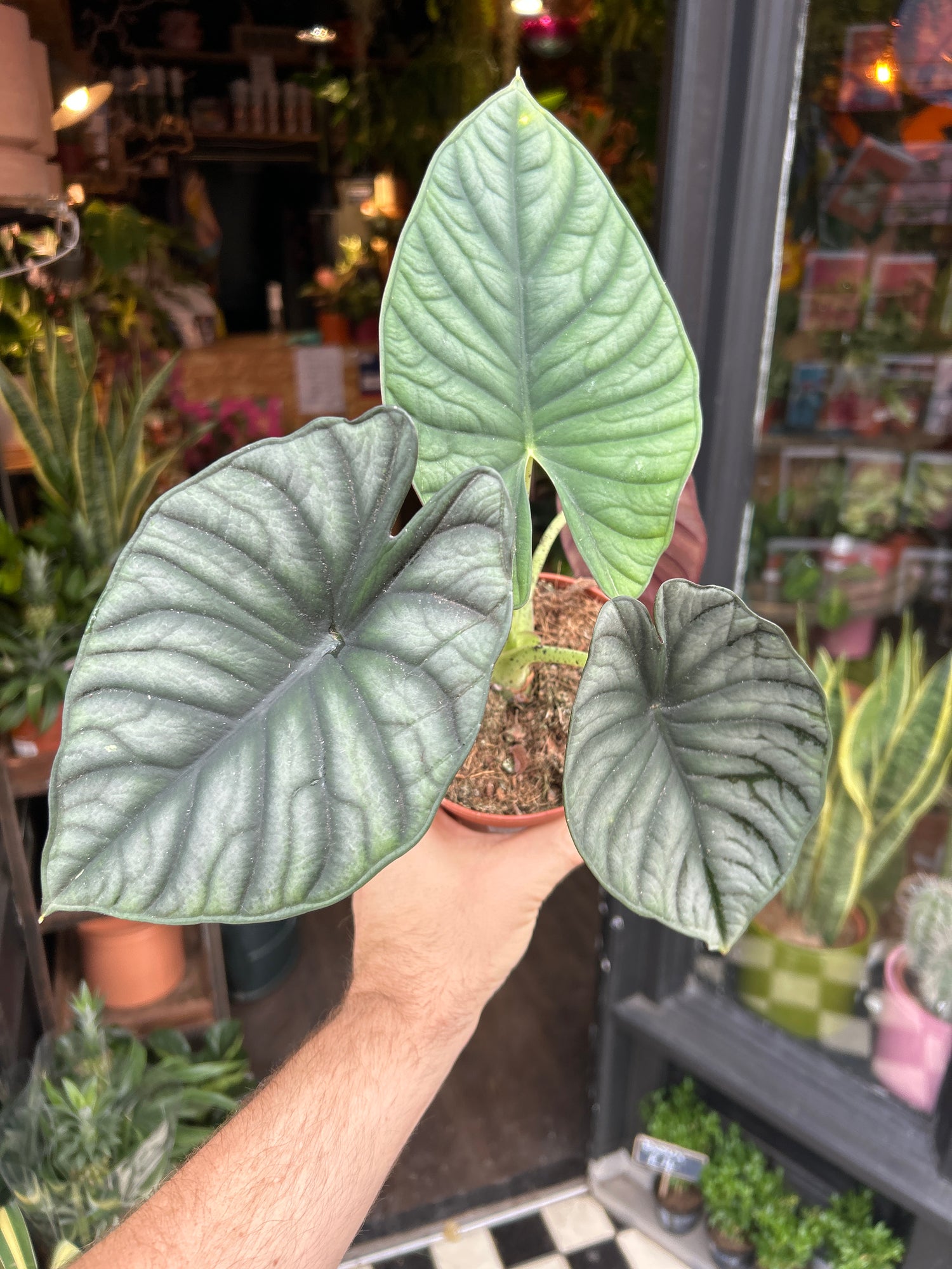 Alocasia nebula in front of Urban Tropicana’s Plant Shop in Chiswick London